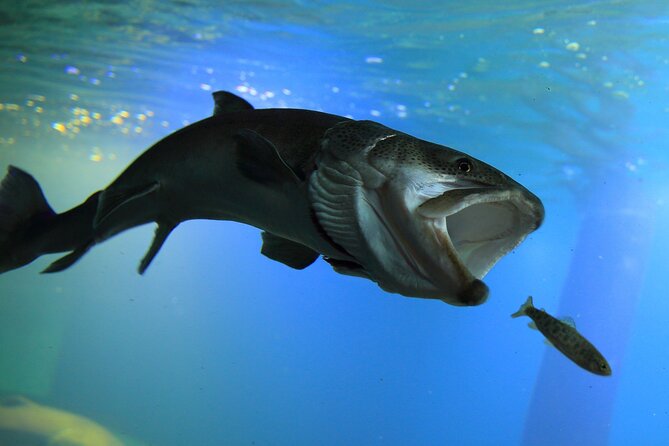 Winter BBQ With the Northern Land Aquarium & Fox Farm in Kitami - Event Overview