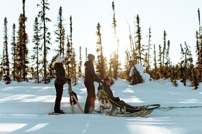 Winter Dog Sled Tour: Day or Night.