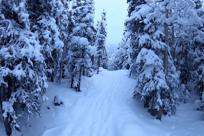 Winter Valley and Forest Hike