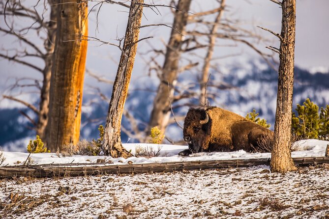 Winter Wildlife Safari: Lamar Valley + Lunch | Bozeman | PRIVATE