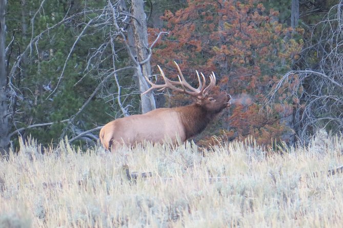 Yellowstone National Park – PRIVATE Full-Day Lower Loop Tour From Jackson Hole