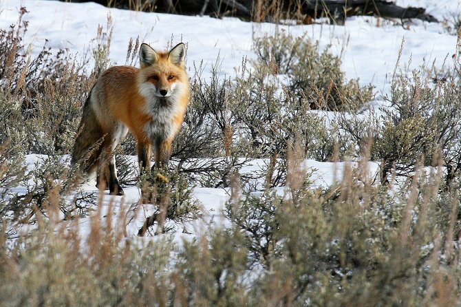 Yellowstone Private Lower Loop Adventure With Lunch