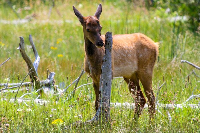 Yellowstone Private Upper Loop Tour With Lunch