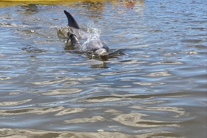 2.5 Hour Kayaking With Manatee and History Tour in Tarpon Springs - Good To Know