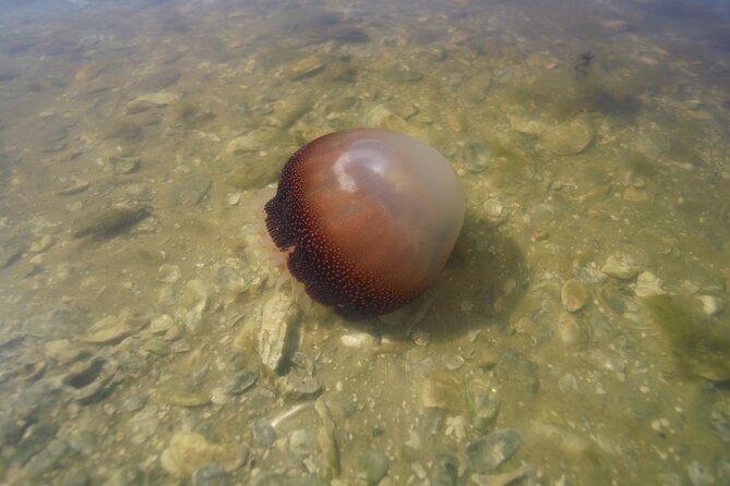 2-Hour Glass Bottom Guided Eco Tour in Flagler County-Small-group - Good To Know