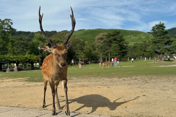 2-Hour Nara: Discover Every Bit of Tohdaiji-Temple Private Tour - Good To Know
