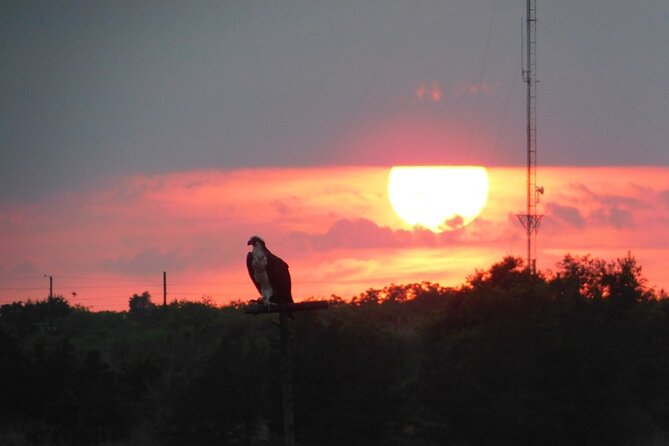 2-Hour Sunset Safari Eco Cruise From Cape May - Good To Know