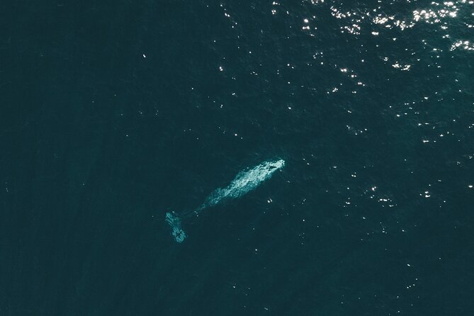 2 Hour Whale Watching Kayak Tour for Two - Overview of the Tour