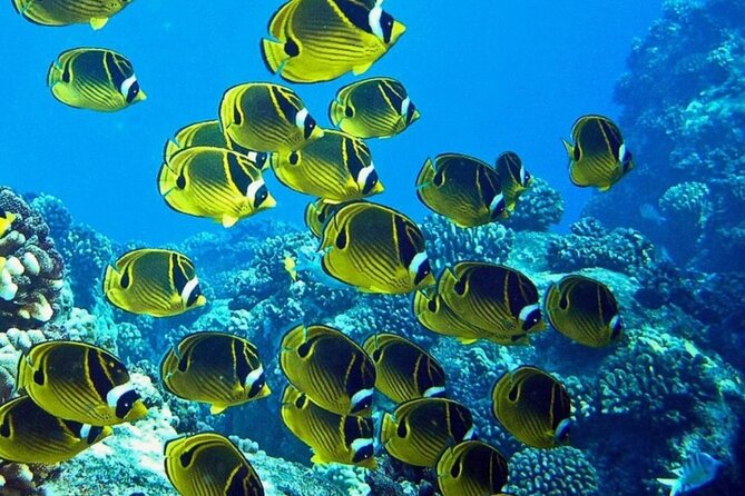 2 Tank Shore Dive at Sea Turtle Cove - Good To Know