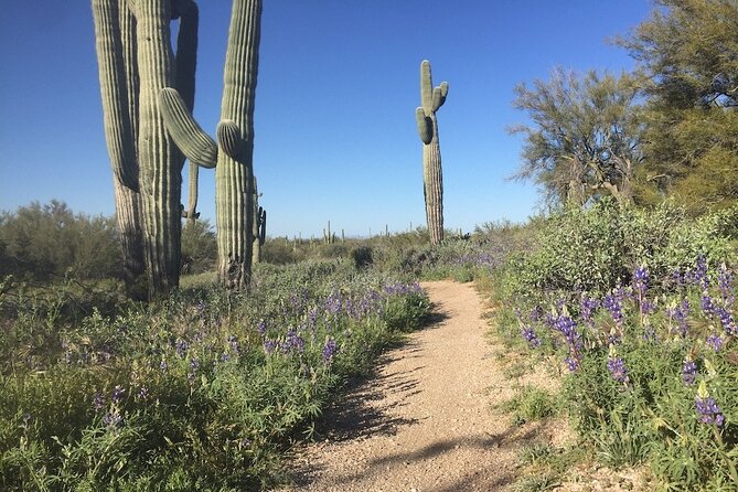 1-2 Hour Sonoran Desert Private Guided Hiking Tour - Meeting Point and Directions