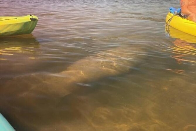 2.5 Hour Kayaking With Manatee and History Tour in Tarpon Springs - Pricing and Booking Information