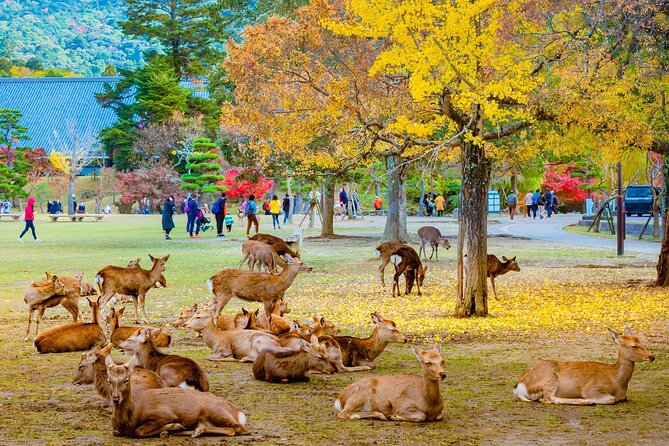 2 Day Kyoto and Nara Tour From Tokyo - Guided Experience