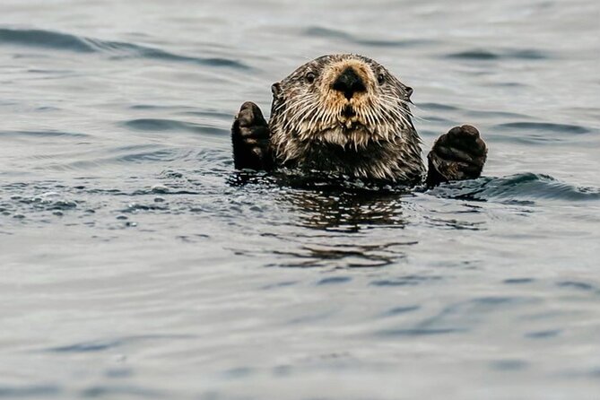 2-Hour Marine Wildlife Tour in Sitka - Exploring Sitkas Scenic Waterways