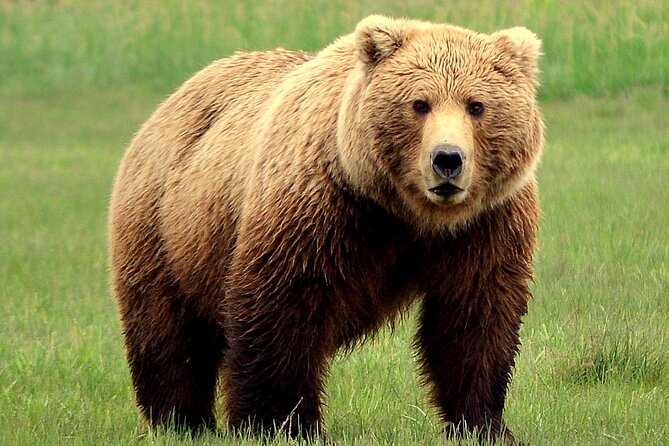2 Park Bear Viewing Adventure to Katmai and Lake Clark NP - Itinerary and Tour Highlights