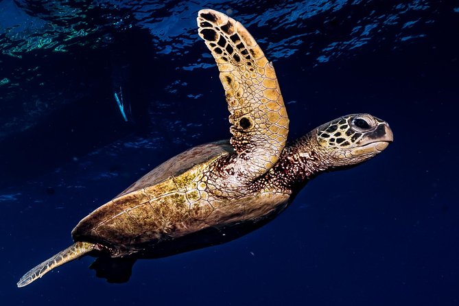 2-Tank Maui Turtle Scuba Dive or Snorkel Boat Tour - Inclusions and Equipment