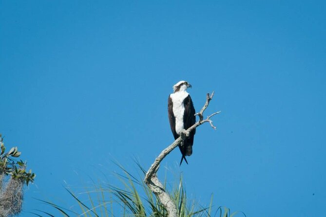 3 Hour See Crystal River Wildlife Safari Boat Cruise - What to Expect on the Cruise