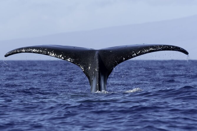 4 Hour Private Charter in Kona - Meeting Point and Pickup Details