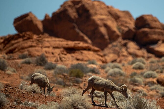 5 Hour Las Vegas Off-Road Secrets: Self Drive Jeep Adventure - The Freedom of a Self-Guided Adventure
