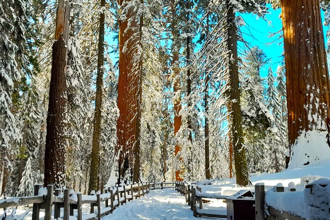 5 Star Rated Winter Private Tour in Sequoia - Inclusions and Amenities
