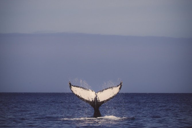 Afternoon Tradewind Sail From Waikoloa - Meeting and Pickup Details