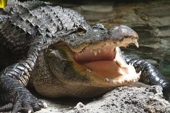 Airboat Rides in Fort Lauderdale Captain Wayne - Tour Details and What to Expect
