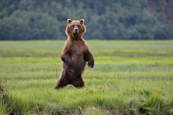 Alaska Bear Viewing Adventure From Seward - Packraft Training and Experience