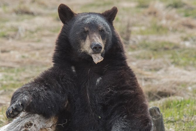 Alaska Wildlife Day Tour With Free Hotel Pickup - Highlights of the Itinerary