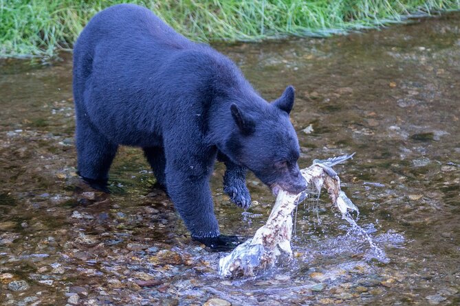 Alaska Wildlife Safari and Sightseeing Tour - Wildlife Encounter Opportunities