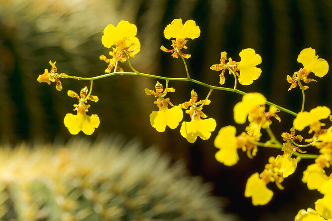 All-Garden Pass for the New York Botanical Garden - Pricing and Booking