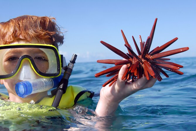 All-Inclusive Sunset Dolphin Watch and Snorkeling Cruise - Snorkeling With Tropical Fish