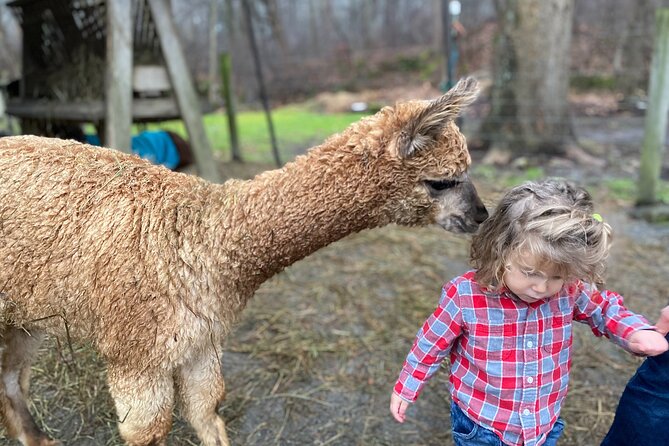 Alpaca and Llama Encounter With Guided Walk - Location and Meeting Details
