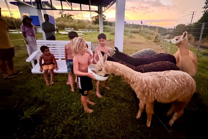 Alpaca Farm Experience on the Road to Hana - Meeting and Pickup Details
