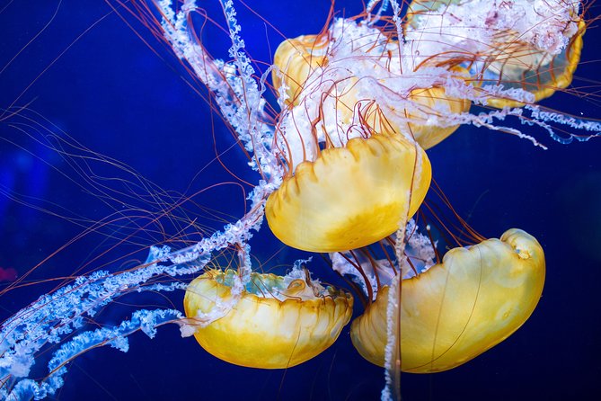 Aquarium of the Bay General Admission Ticket - Exhibits and Attractions