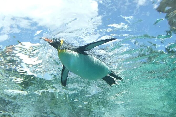 Asahiyama Zoo One-Day Tour - Meeting and Pickup