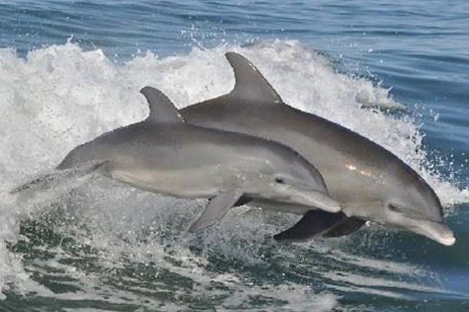 Big Fun Dolphin Cruise & Sealife Experiece ORANGE BEACH ALABAMA - Boat and Amenities