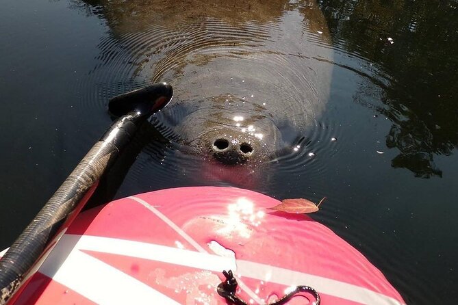 Blue Springs Manatee Tours & Wildlife Adventure Orlando - Meet Your Naturalist Guide