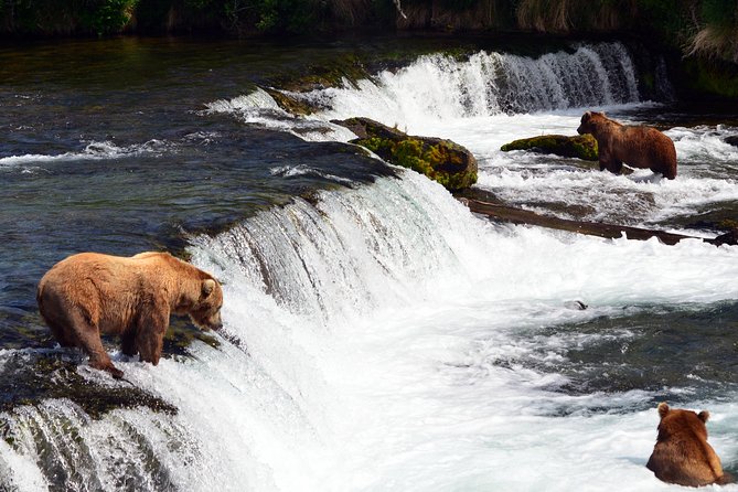 Brooks Falls Katmai Bear Viewing in a Float Plane - Details of the Tour