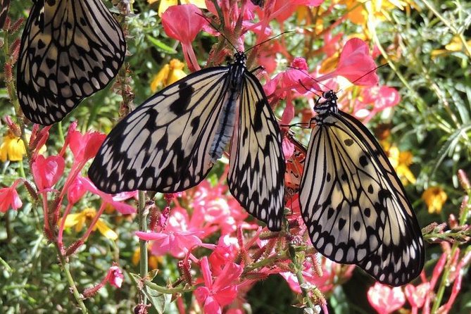 Butterfly Rainforest at Florida Museum of Natural History Ticket - Operating Hours