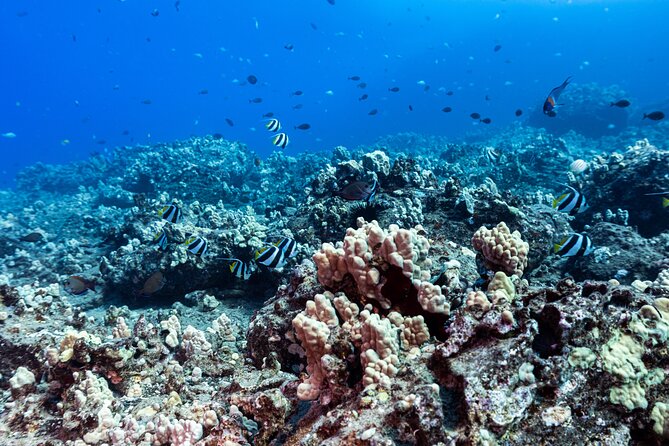 Certified Scuba Diving Experience in Honolulu - Meeting and Pickup Options