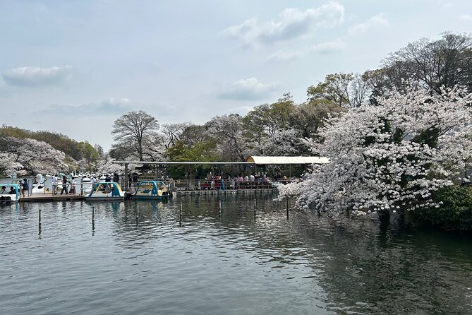 Cherry Blossom Guided Tour At Inokashira Park Kichijoji - Accessibility Information