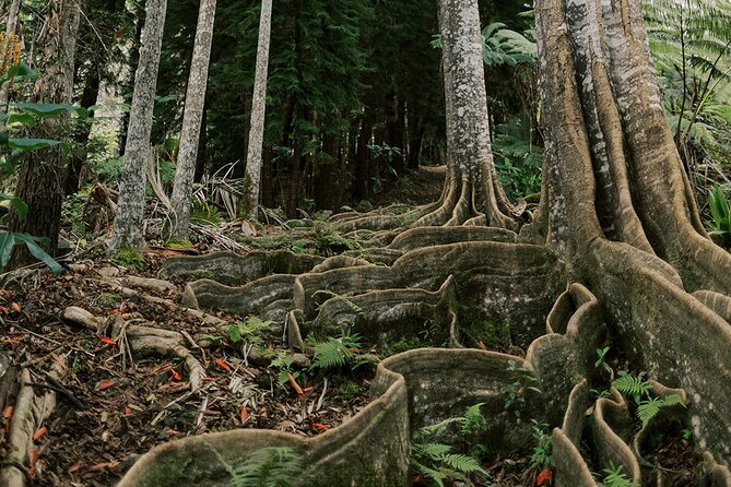 Cloud Forest Sanctuary Jungle Tour - Tour Details
