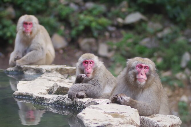 Day Trip Snow Monkey in Nagano From Tokyo by Bullet Train - Pricing and Inclusions