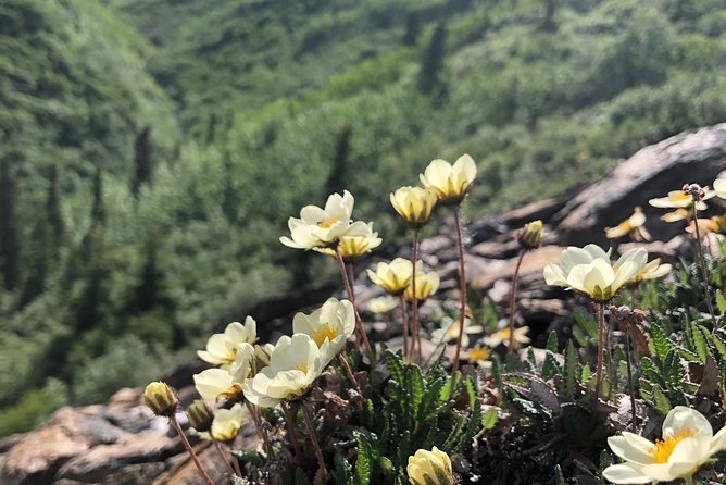 Denali National Park Walking Tour - Experience Highlights