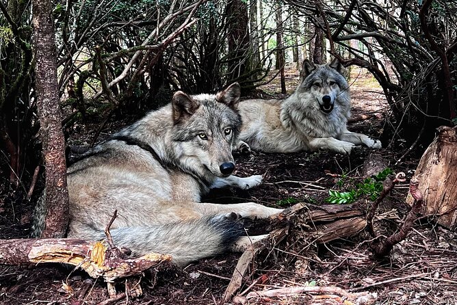 Discover the Beauty of the Wild & Roam in the Spirit of the Wolf - Location and Meeting Point