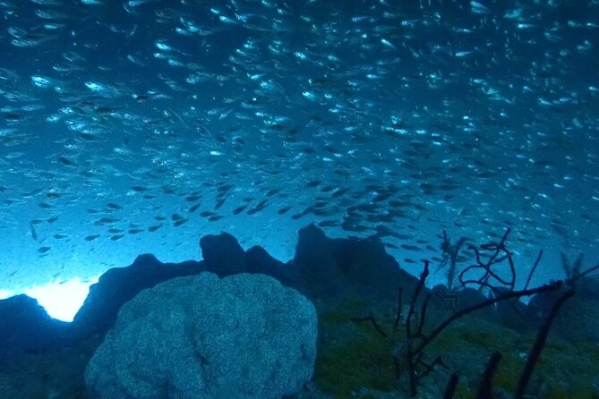 Diving in Kansai, Japan for License Holders - Understanding the Tour Inclusions