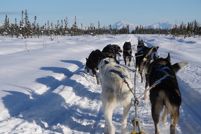 Dog Sledding With Alaskan Huskies - What to Expect on Your Tour