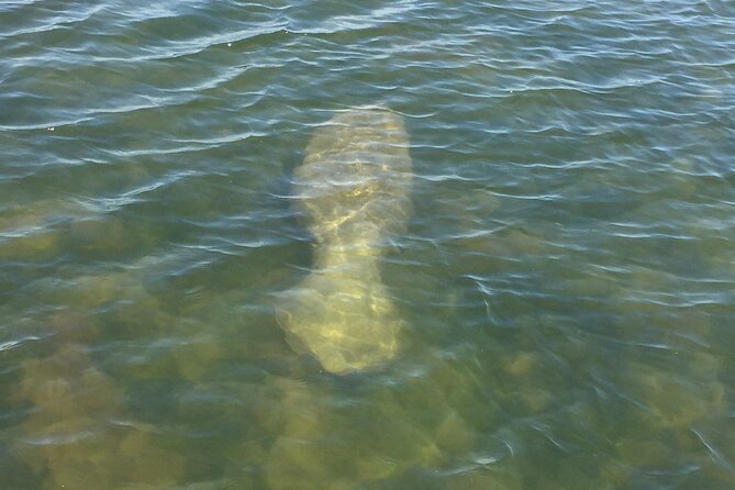 Dolphin and Manatee River Cruise Melbourne, Fl. 1030 - Pricing and Reservation Information