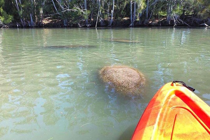 Dolphin & Manatee Kayaking Tour in Orlando Area - Kayaking and Gear
