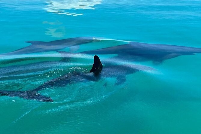 Dolphin Snorkel & Sandbar - Amenities and Inclusions