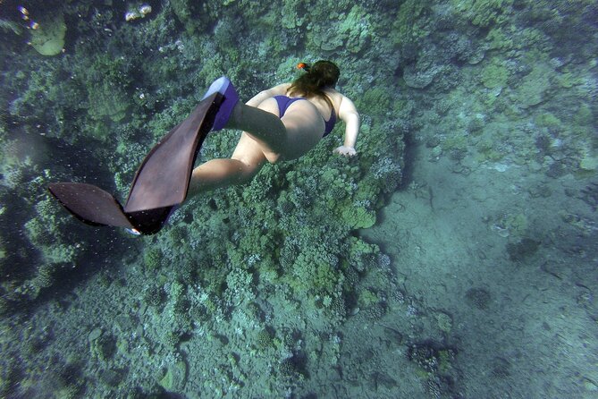 Dolphin Watching and Snorkeling Adventure in Key West - Spotting Dolphins and Other Marine Life